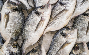 Sénégal : plus de 230.000 tonnes de poissons exportées en 2024, selon le ministère des Pêches