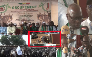 Thiès : le G.P.S réceptionne 1 050 bovins venus du Brésil