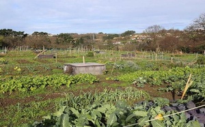 Zone des Niayes : des maraîchers alertent sur une maladie qui menace leurs récoltes