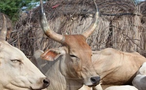 Nioro : un suspect arrêté avec six bœufs volés avant le marché hebdomadaire