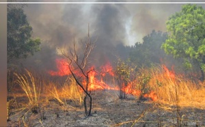 Kédougou : de violents feux de forêt menacent la Réserve naturelle communautaire de Dindéfélo
