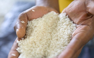 Sénégal : une subvention de 50 FCFA par kilo pour encourager la consommation de riz local