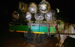 Mbour : importante saisie de chanvre indien sur la plage de Warang