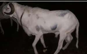 Tivaouane : une ferme ciblée en pleine nuit, plusieurs animaux emportés