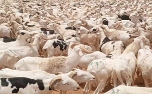 Tabaski 2026 : Thiès face à une demande record de 230 000 moutons