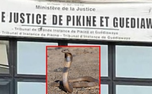 Pikine : le tribunal envahi par des serpents après l’effondrement d’un mur, la panique s’installe