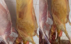 Kaffrine : saisie et incinération d’une carcasse bovine impropre à la consommation