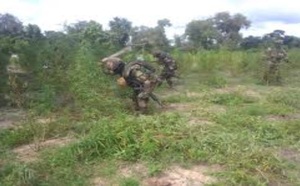 Casamance : les forces armées frappent les réseaux opérant en forêt