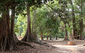 Le Sénégal prépare un nouveau plan forestier pour la période 2026-2035