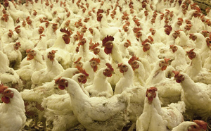 Aviculture à Thiès : les éleveurs confrontés à la hausse des coûts et aux difficultés de vente