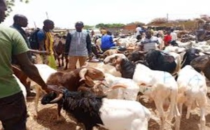 Thiès : entre prix élevés et qualité contestée, le marché du mouton peine à séduire les clients