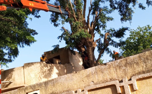 Thiès : les sapeurs-pompiers sauvent in extremis un homme de 60 ans coincé au sommet d’un arbre de 12 mètres