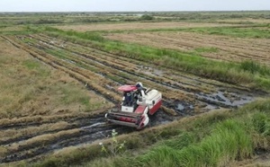 Vallée du fleuve : la récolte de riz atteint 85 % à Dagana