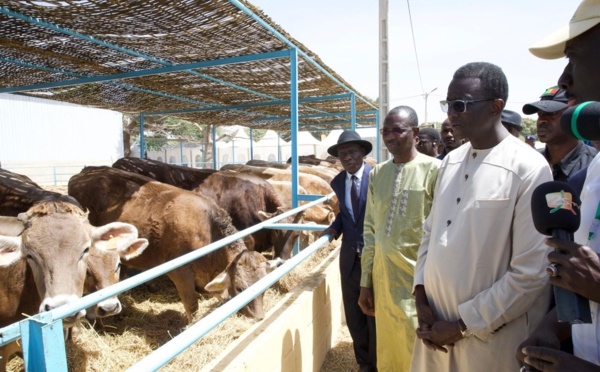 Élevage : 1300 génisses gestantes à haut potentiel de laitier réceptionnées par le Premier Ministre Amadou Ba