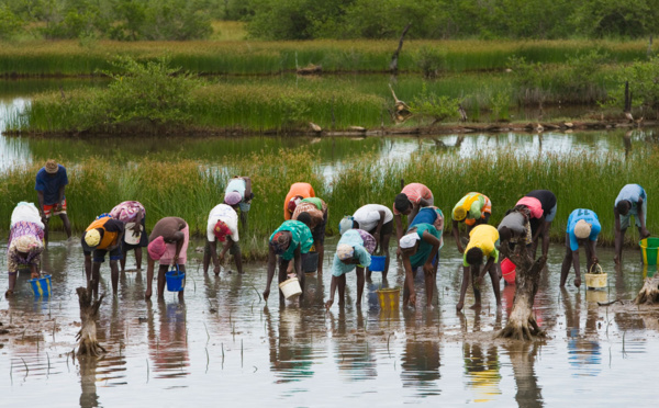 Thiobon : Une vaste opération de restauration de la mangrove de plus de 28 hectares lancée