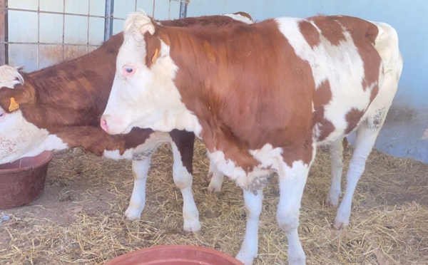 Vol de Bétail: Vaches Volées à Médina Fall Thiès