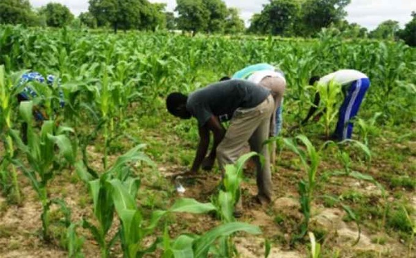Engrais à 1 000 FCFA le sac : l’État du Sénégal lance une subvention record pour la campagne agricole 2025/2026