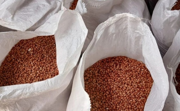 Tivaouane : la moitié des semences agricoles déjà livrée pour la campagne 2025