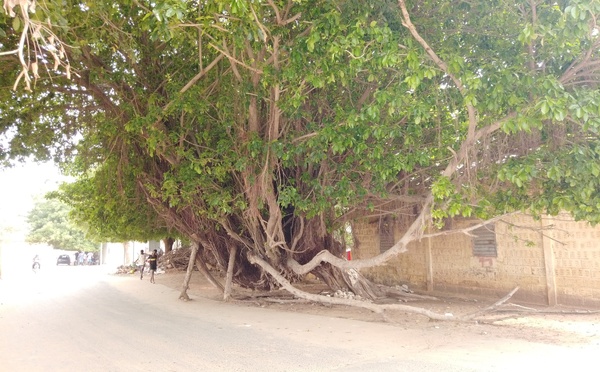 Randoulène Sud : le grand arbre de "dobali" qui menace la route… Mythe ou réalité ?