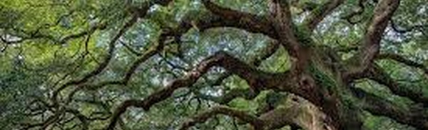 Quatre ans de prison ferme pour les vandales du Sycamore Gap Tree, l'arbre le plus célèbre du Royaume-Uni