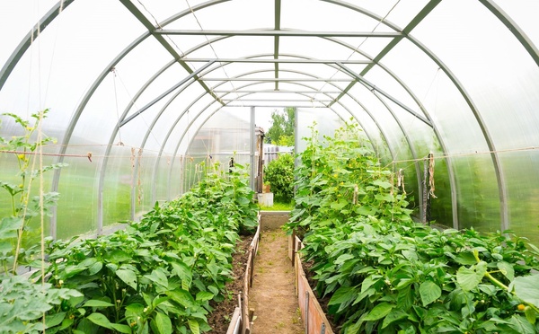 Horticulture : un plan de stockage de 300 000 tonnes annoncé au Sénégal