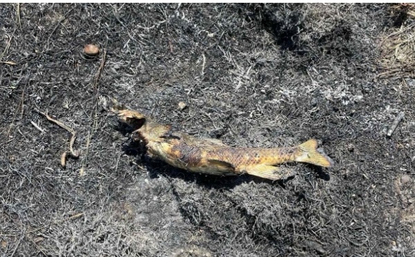comment un poisson tombé du ciel a déclenché un incendie puis une panne de courant au Canada