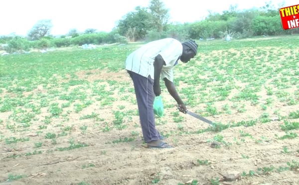 Situation de l'hivernage au Sénégal, Visite dans un Champs à Noto