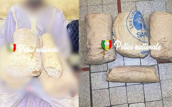 Kaolack : 3,6 kg de ch@nvre indien saisis dans la forêt de Thioyene Hamady Mala
