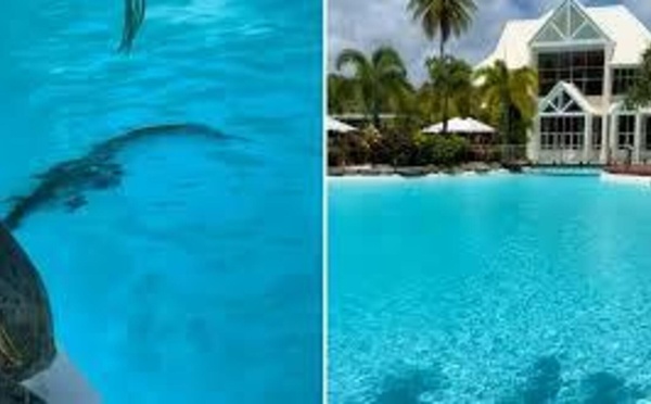 Surprise dans un hôtel de luxe australien : Un crocodile repéré au fond de la piscine