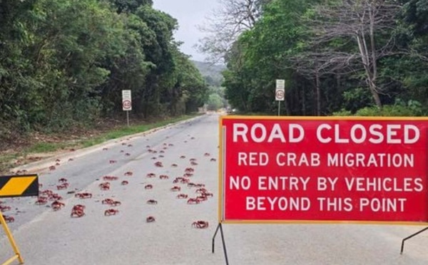 Attention par terre ! Les images des milliers de crabes rouges qui migrent en Australie