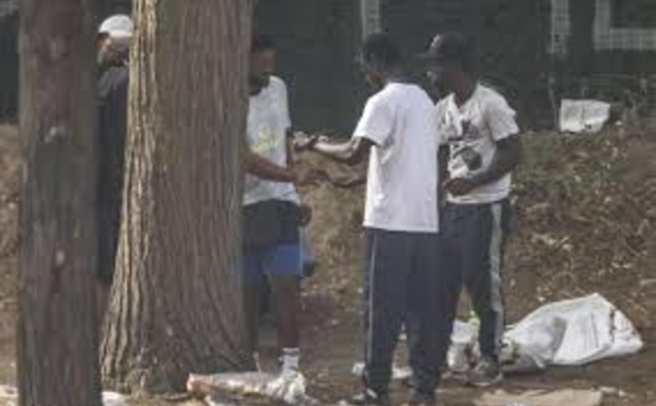 Un dealer interpellé avec 500 grammes de chanvre indien à Grand Mbao