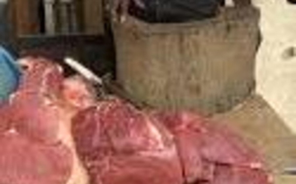 Abattage clandestin à Golf Sud : un suspect en flagrant délit