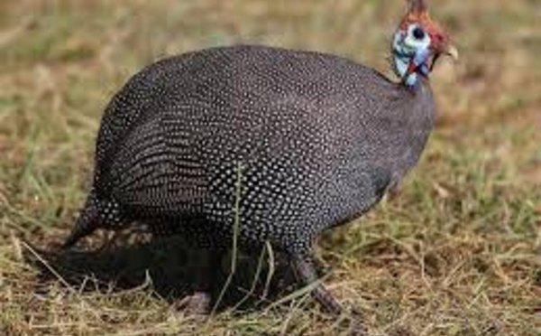 Thiès : il vole la pintade de son voisin et finit devant le tribunal