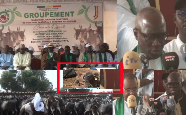 Thiès : le ministère remet 1 050 bovins au GEPES