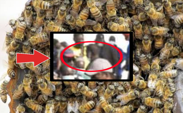 Un homme trouve la mort après une attaque massive d’abeilles