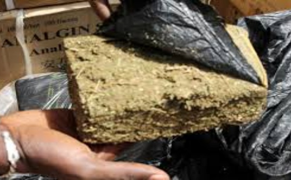 Ziguinchor : la Section de recherches démantèle un réseau de trafic de chanvre indien à Samine