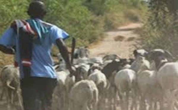 Gendarmerie de Pékesse : un suspect de vol de bétail placé en garde à vue