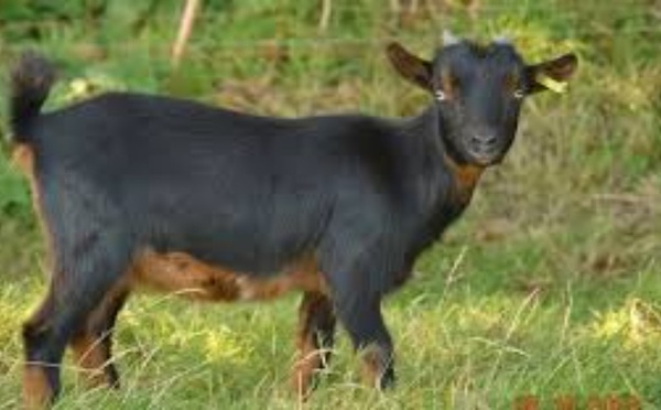 Pikine : un mineur accusé de vol de chèvre violemment lynché par une foule