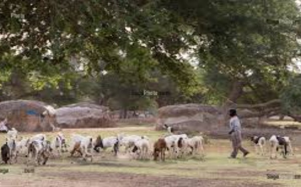Thiès : il vole des chèvres et les revend à Bambilor, 2 ans de prison ferme