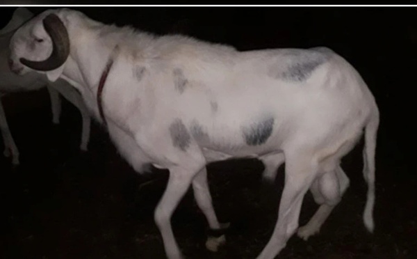 Tivaouane : une ferme ciblée en pleine nuit, plusieurs animaux emportés