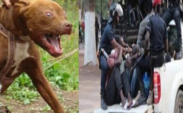 Yeumbeul : des trafiquants lâchent des pitbulls sur la police en pleine intervention