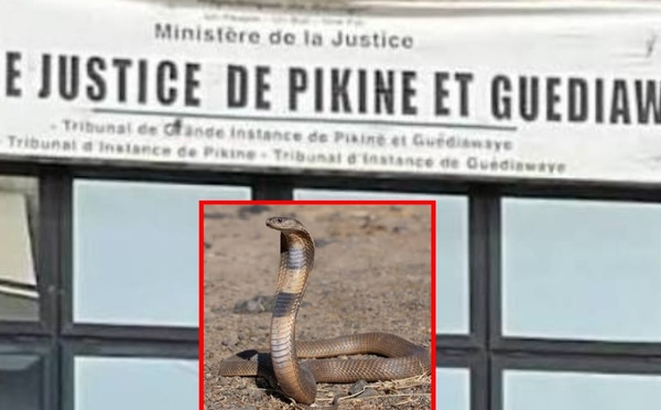 Pikine : le tribunal envahi par des serpents après l’effondrement d’un mur, la panique s’installe