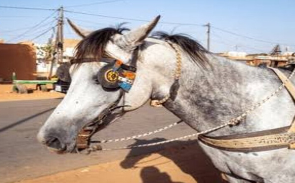 Vol de cheval à Thiès : il parle d'une voix qui contrôle ses actes