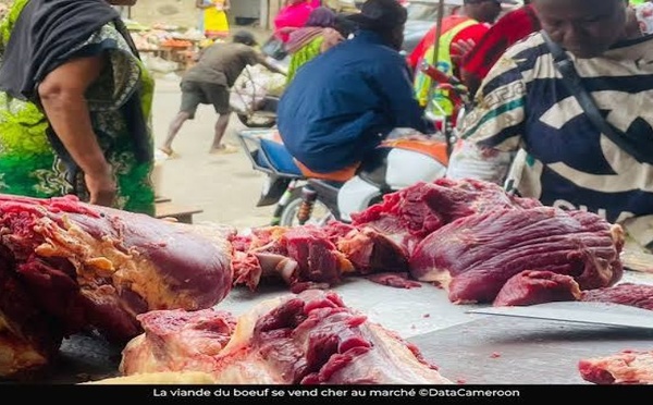 De 3 500 à 5 500 FCFA : le prix du bœuf explose en pleine période de soudure