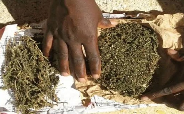 Nguinth : trois suspects interpellés avec 4 kg de chanvre indien