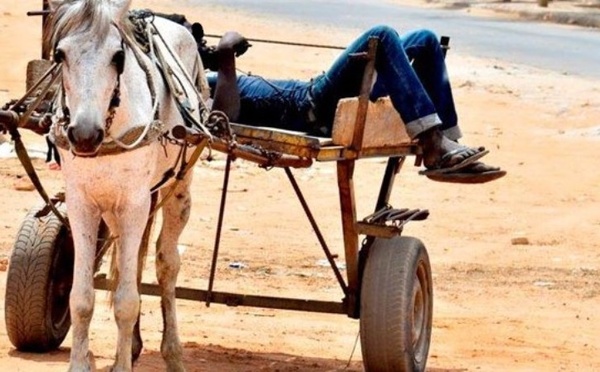 VOL D'UN CHEVAL ET D'UNE CHARRETTE : DEUX ANS FERME POUR LE PRINCIPAL PRÉVENU