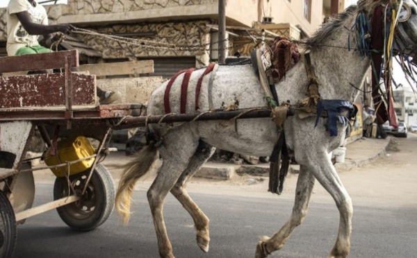Diamaguène : un adolescent de 13 ans perd la vie après un accident avec son cheval