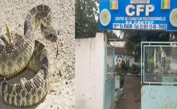 THIÈS : DES SERPENTS SIGNALÉS AU CFP, L’ALERTE DES ENSEIGNANTS
