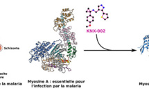 Lutte contre le Paludisme : Un nouvelle molécule au potentiel thérapeutique