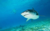 Le requin qui a dévoré vivant un jeune Russe va bientôt être exposé dans un musée égyptien